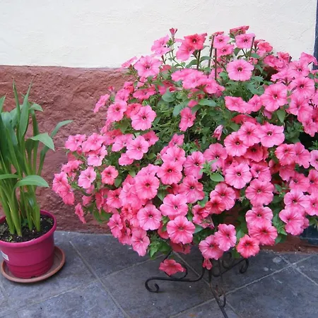 Hotel Ristorante Pace 3*