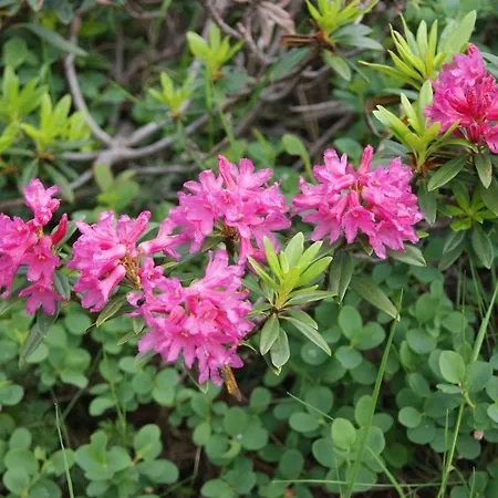 Ristorante Pace Bognanco